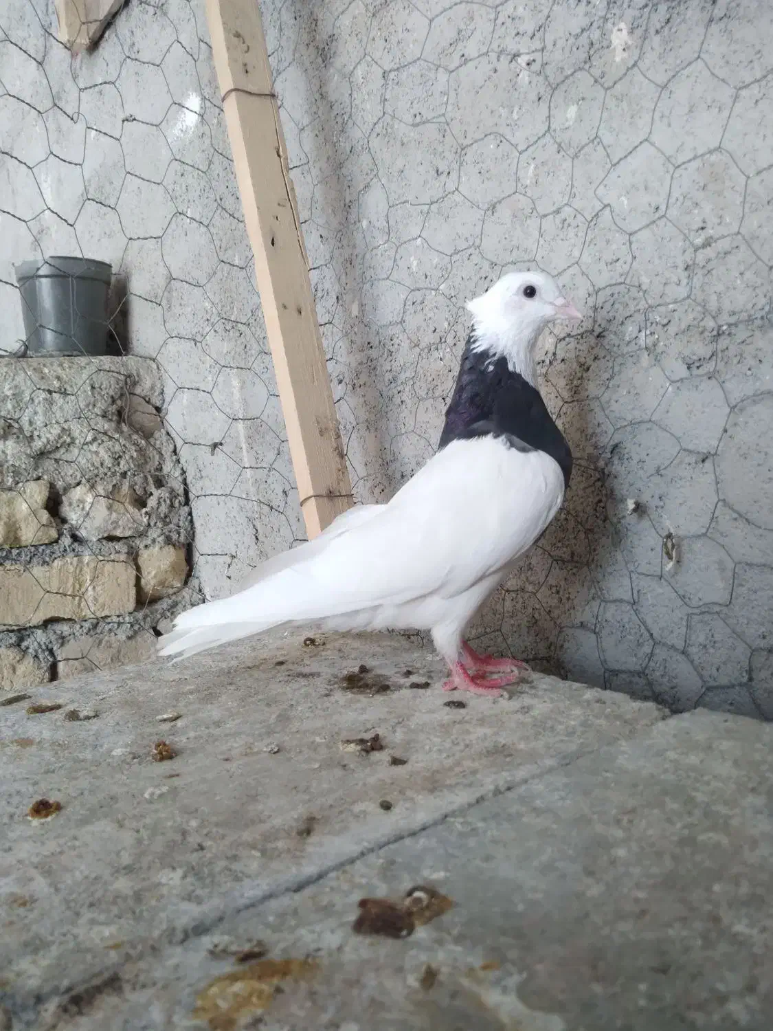 طوقی  کله  ساده  خال دم|پرنده|شیروان (خراسان), |دیوار