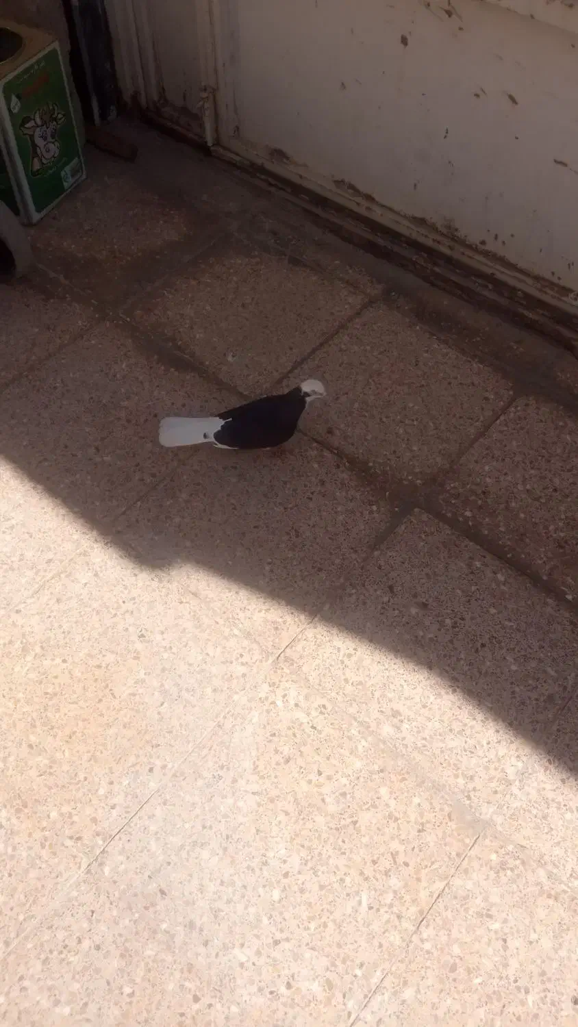 کبوتر|پرنده|خرمشهر, |دیوار