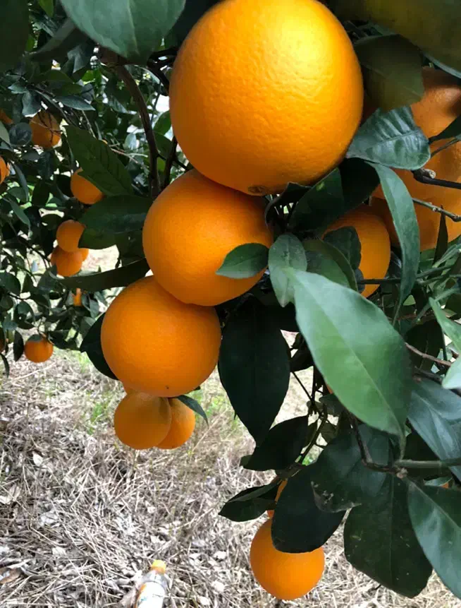 پرتقال نقره ای|گل و گیاه طبیعی|بابل, |دیوار