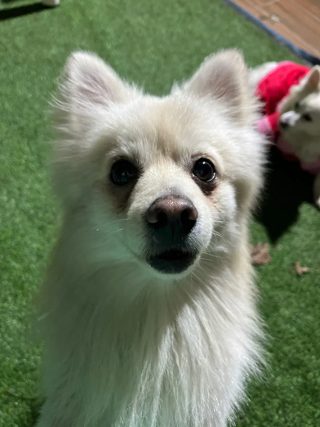 سگ پیدا شده|حیوانات|پردیس, فاز ۲|دیوار