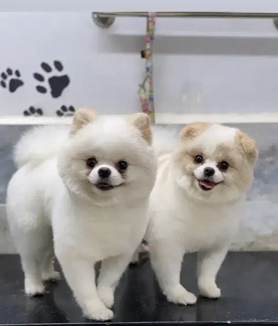 خرسی منحصر ب فرد کمیاب|سگ|فردیس, دهکده|دیوار