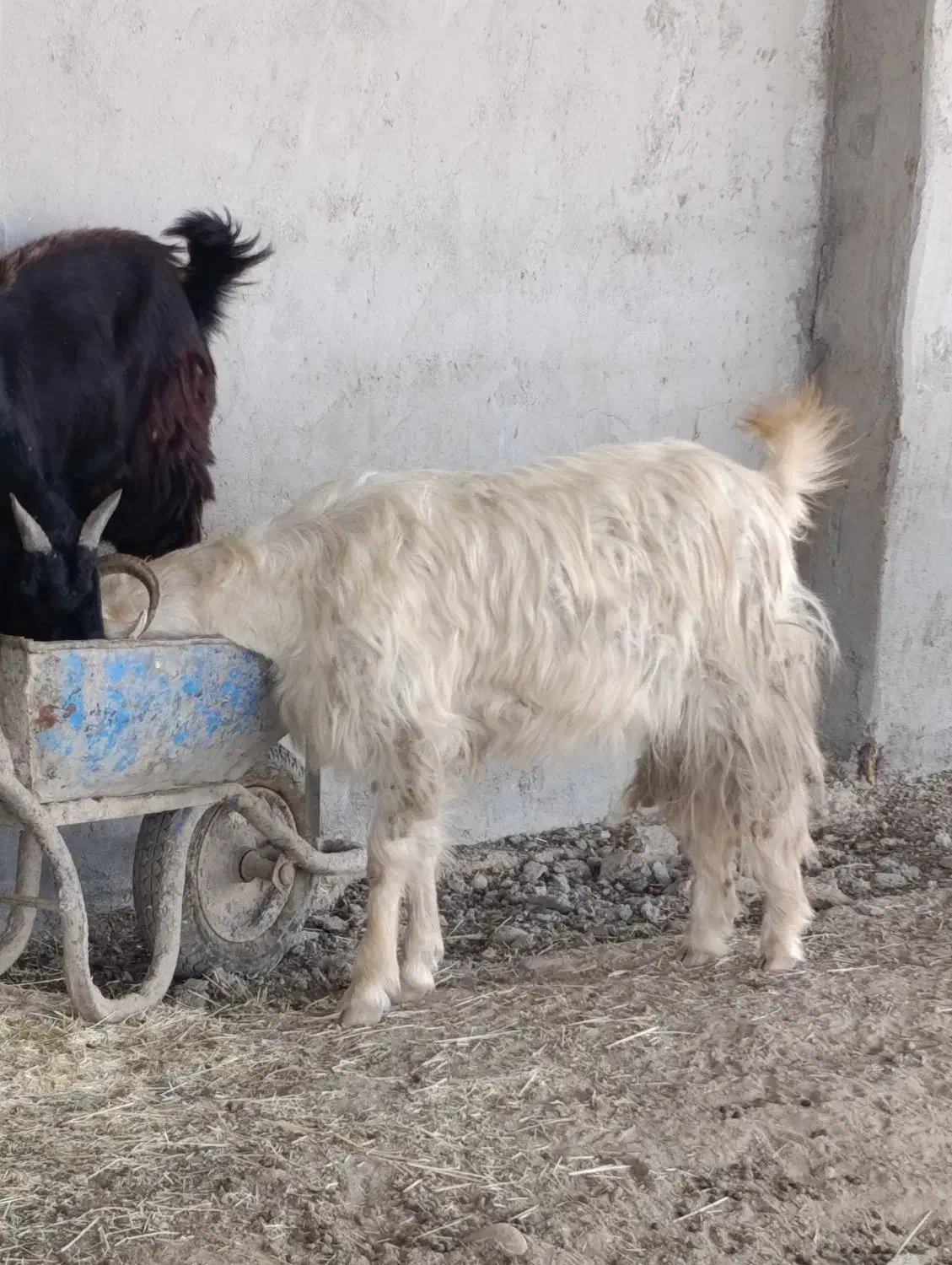 بز  فروشی|حیوانات مزرعه|اندیمشک, |دیوار