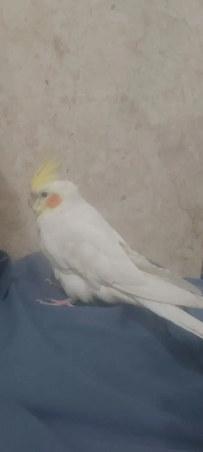 فروش عروس هلندی نر و ماده هر دوتا رام رام دستی|پرنده|چابهار, |دیوار