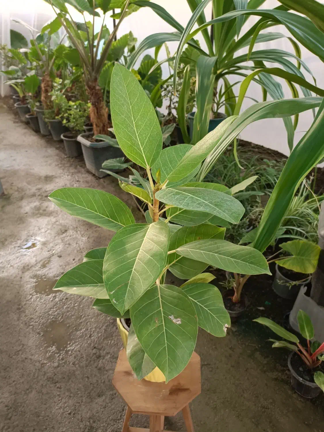 گل فیکوس آلتیسما|گل و گیاه طبیعی|مشهد, خرم آباد|دیوار