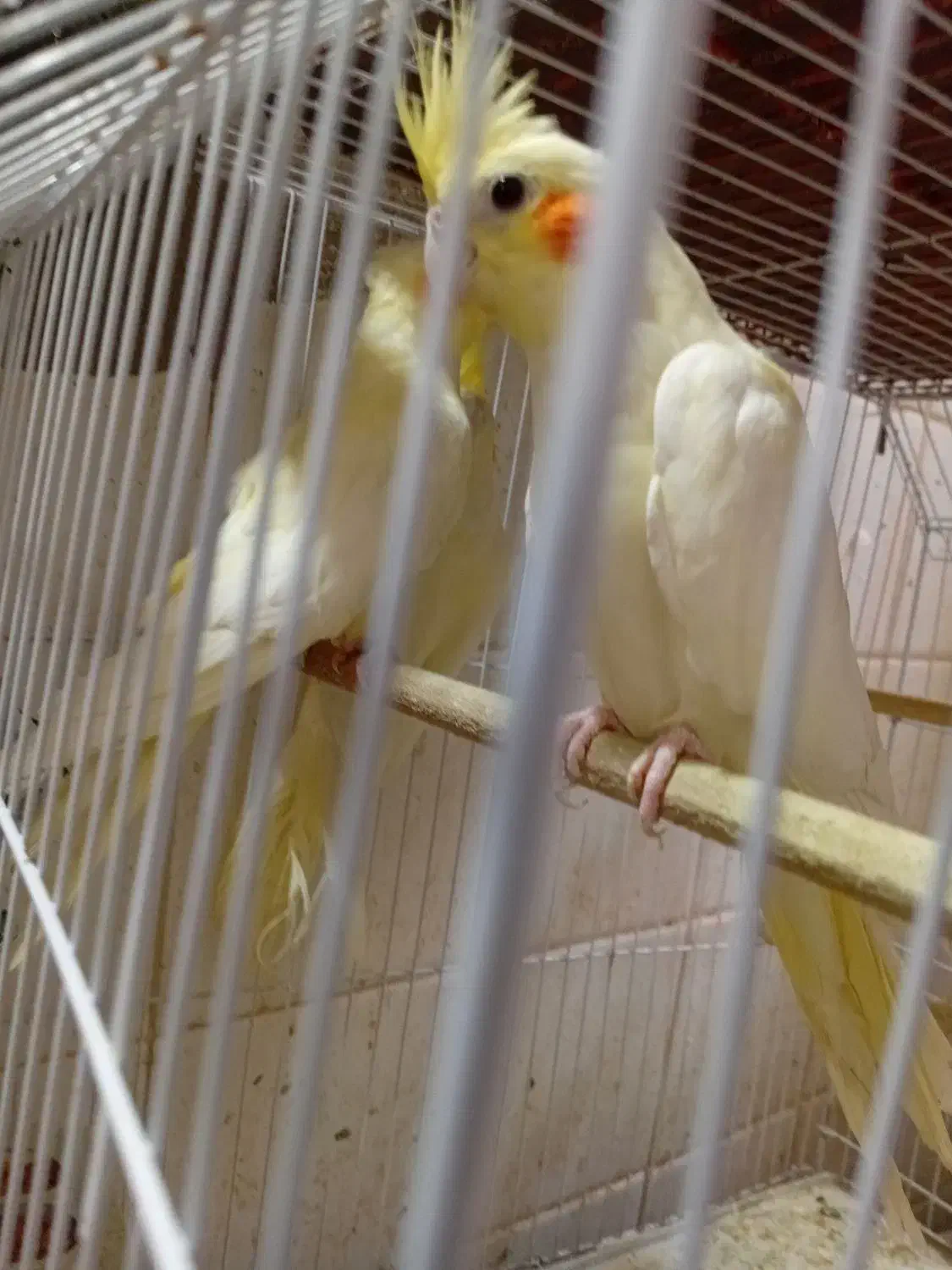 عروس هلندی|پرنده|مسجد سلیمان, |دیوار