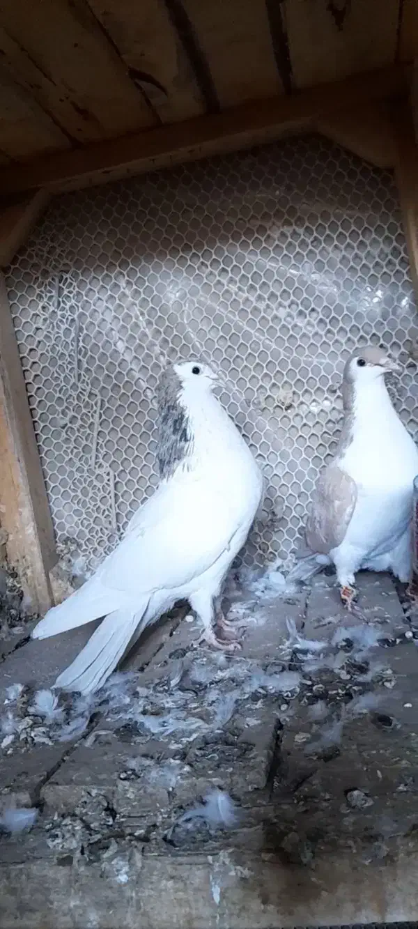 کفتر|پرنده|نیشابور, مازول|دیوار