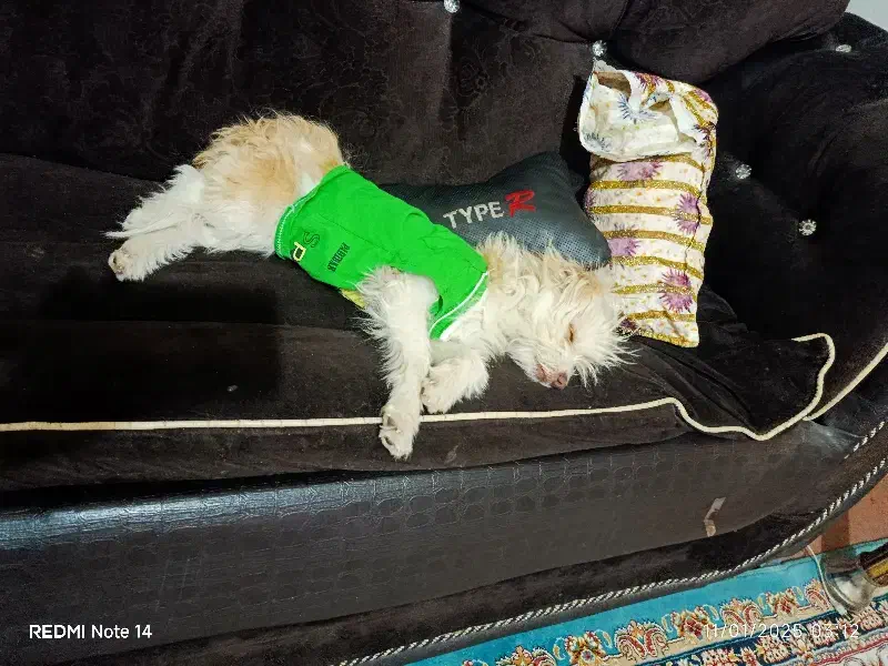 واگزاری توله شیتزوتریل۵ ماهه|سگ|قم, آذر (نکویی)|دیوار