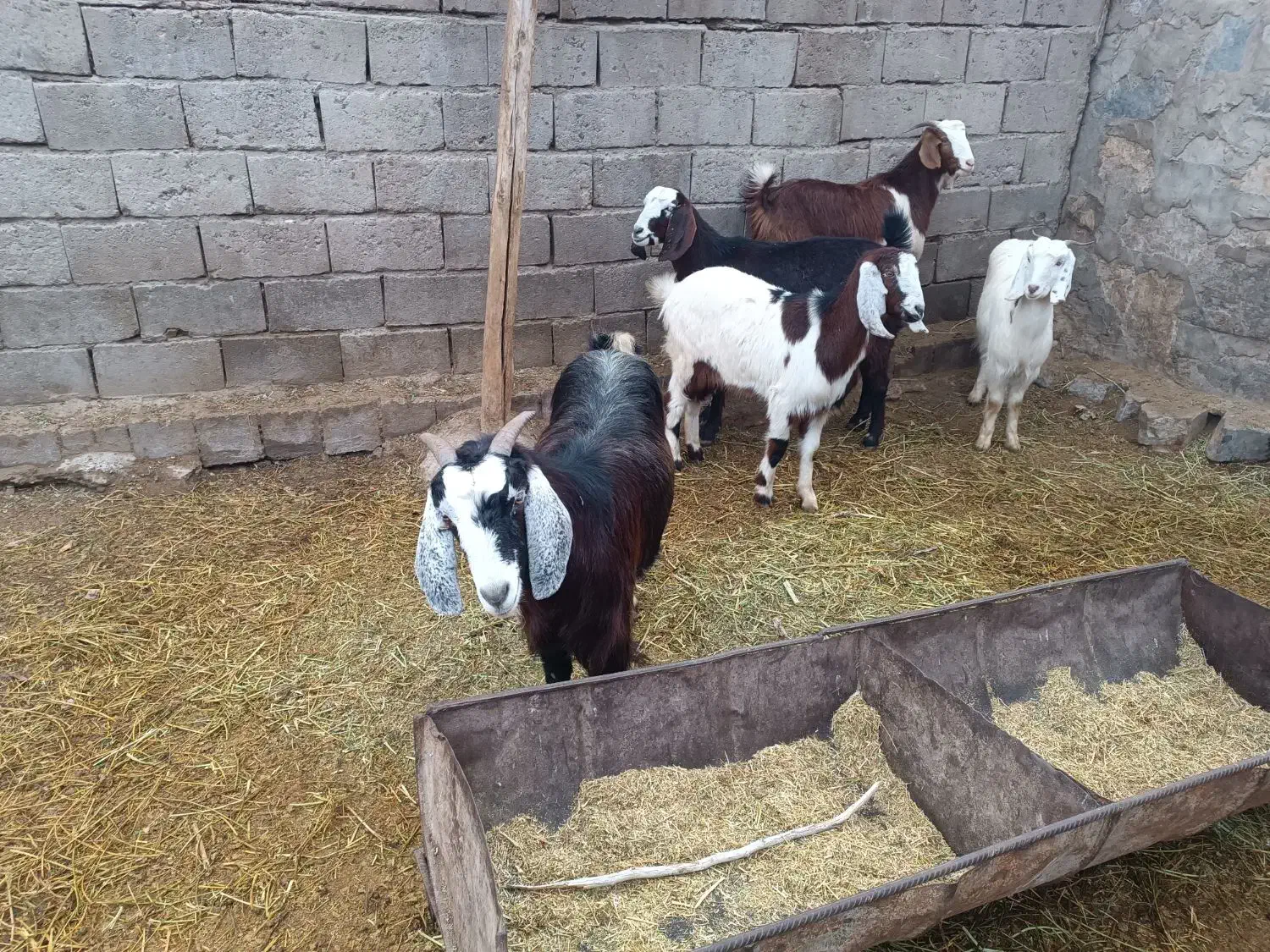 پنج بز خوب دهن جور همه آبستن یکی با بزغاله|حیوانات مزرعه|چهاربرج, |دیوار