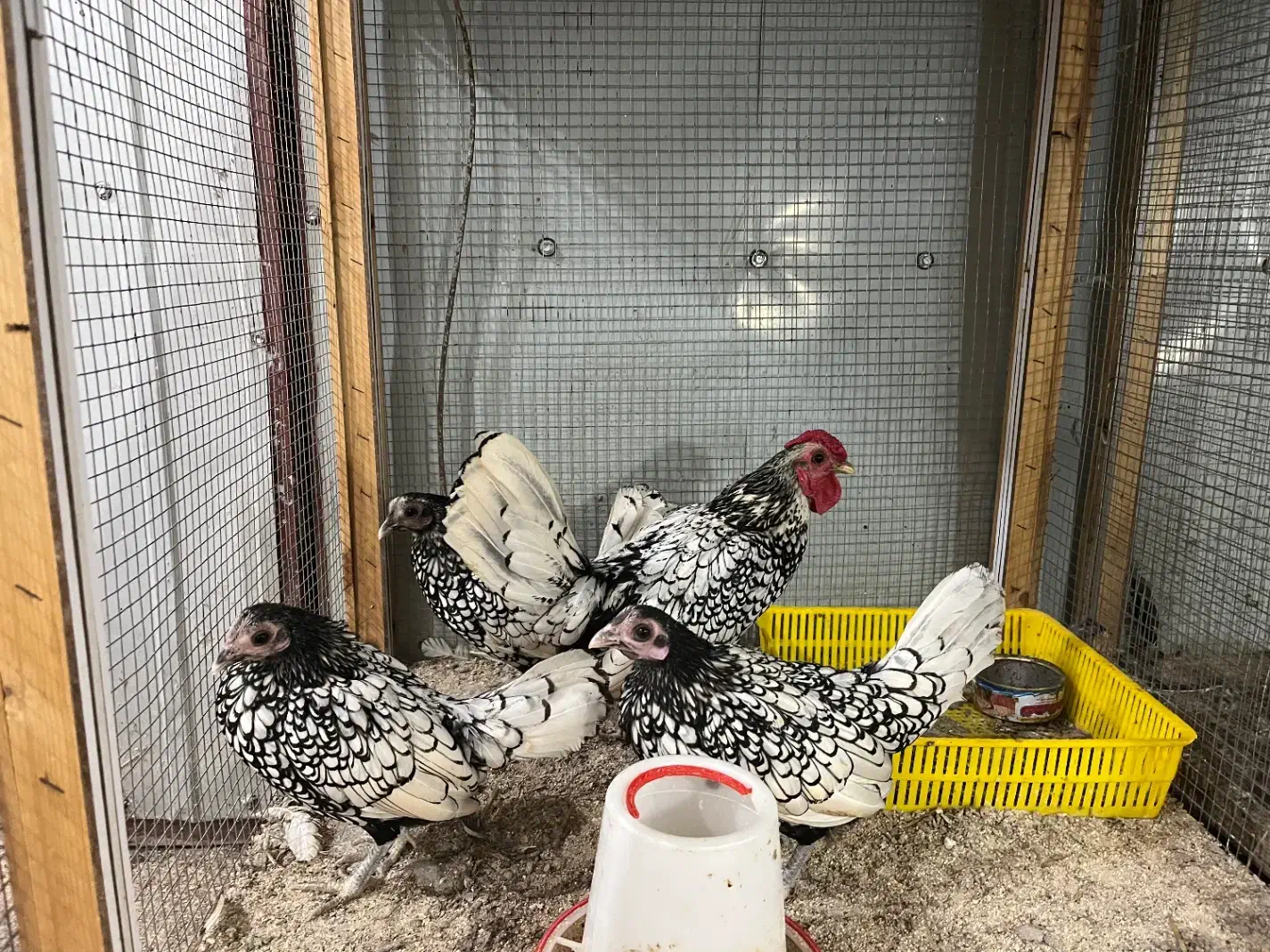 جوجه ۷ روزه سبرایت سیلور|حیوانات مزرعه|رشت, حسین آباد|دیوار