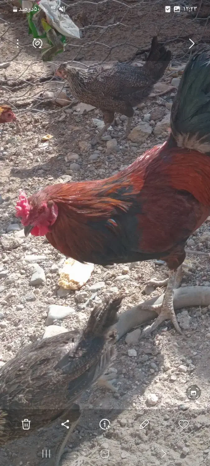 خرومحلی اصل جان بچم|حیوانات مزرعه|جیرفت, |دیوار