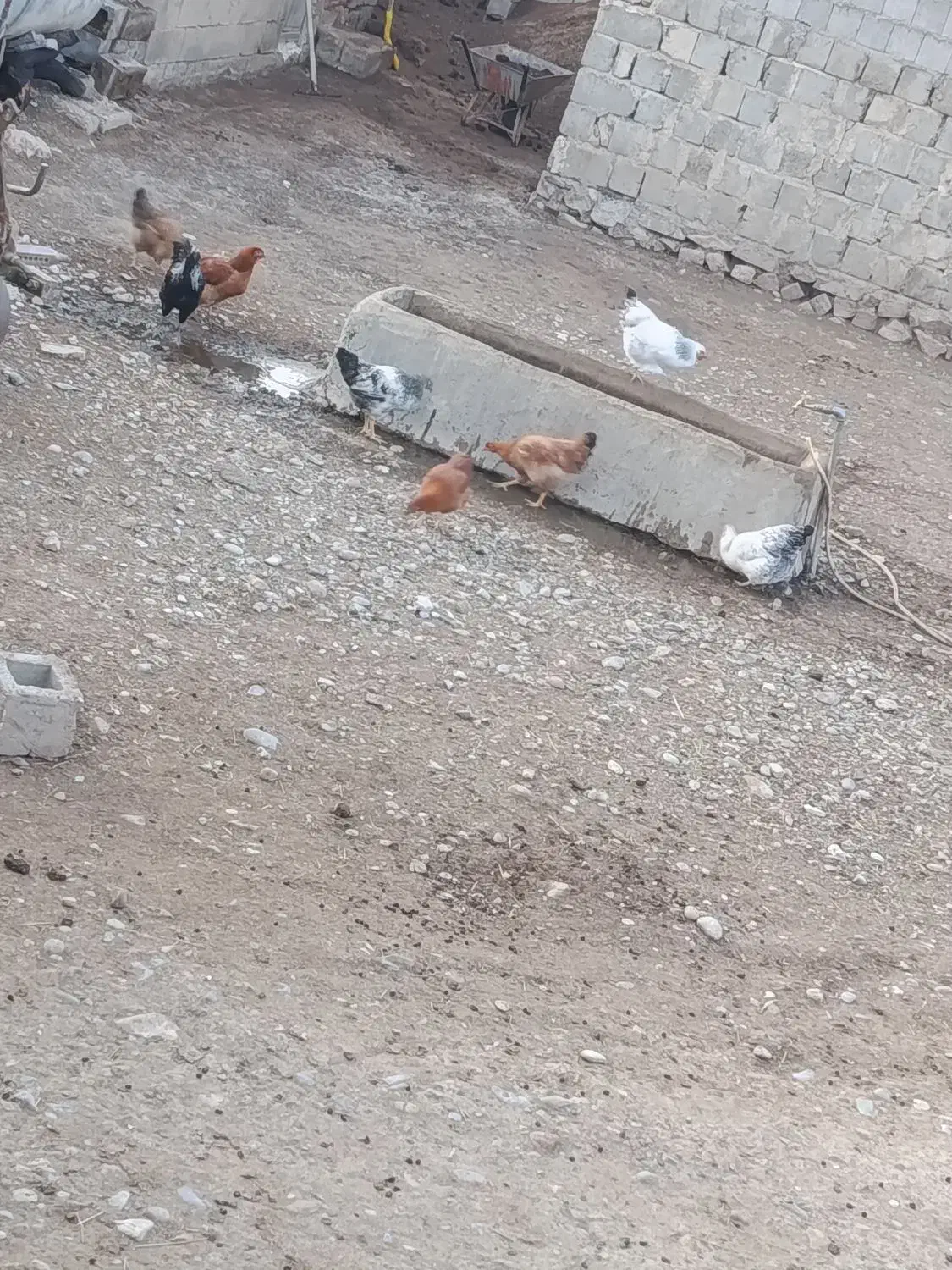 مرغ و خروس برای شب یلدا|حیوانات مزرعه|کشاورز, |دیوار