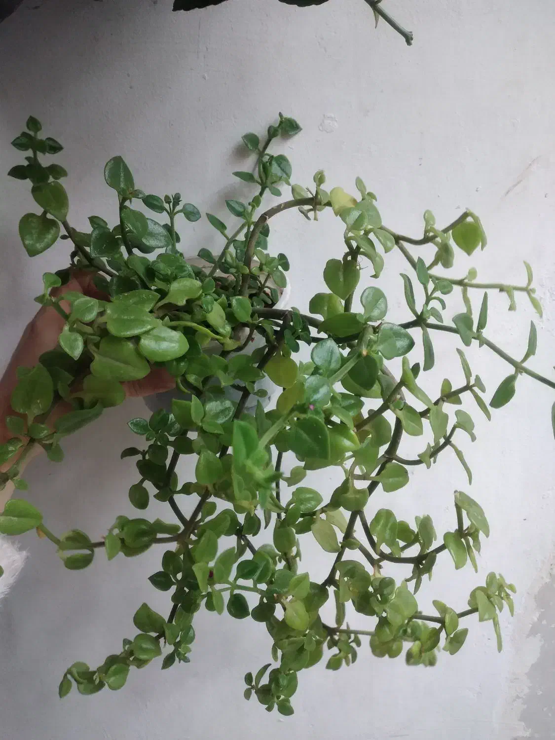 حرااج گل|حراج|اردبیل, |دیوار