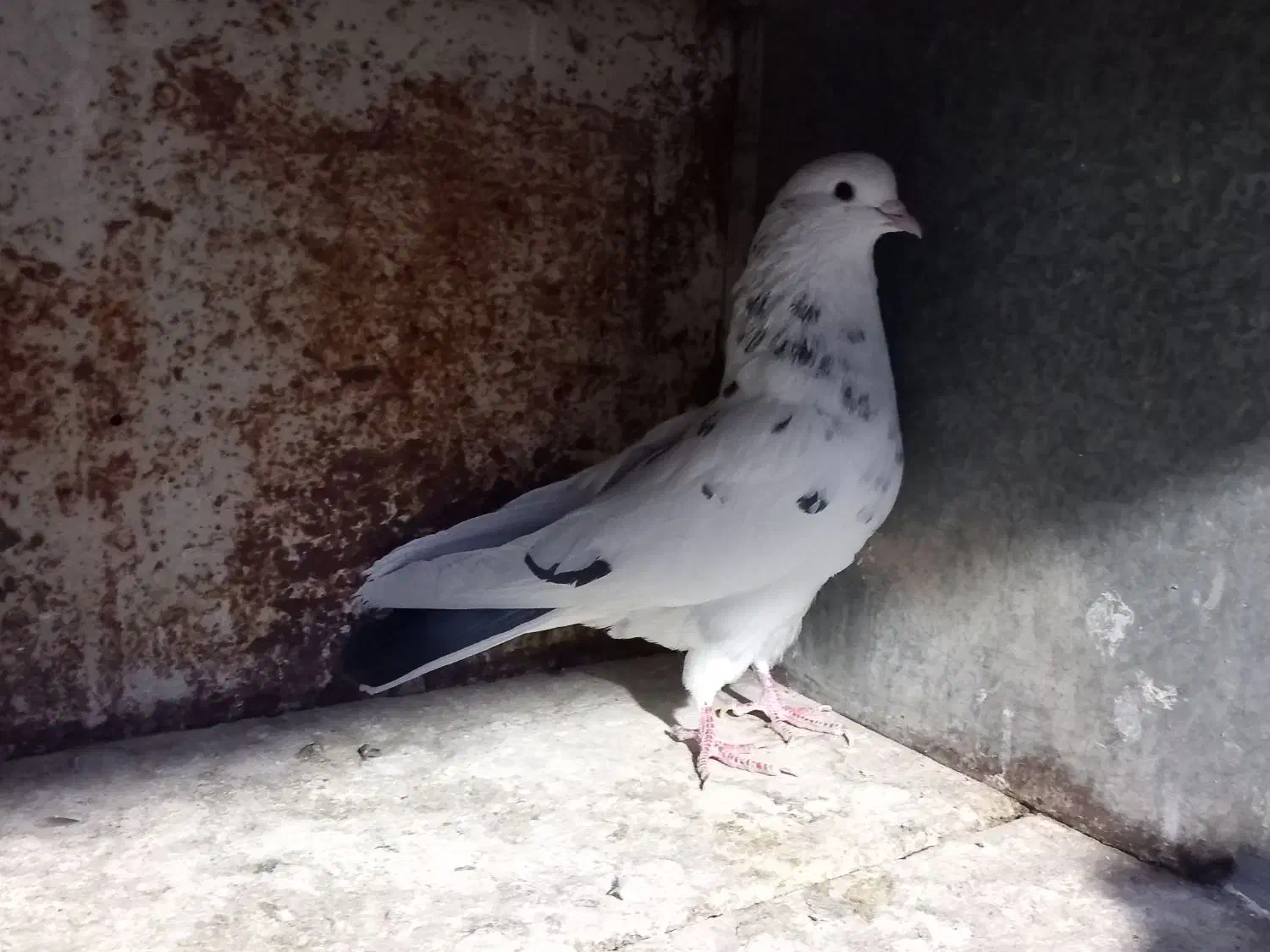 کبوتر کاشانی و تهرانی|پرنده|محمدشهر, یزدیها|دیوار