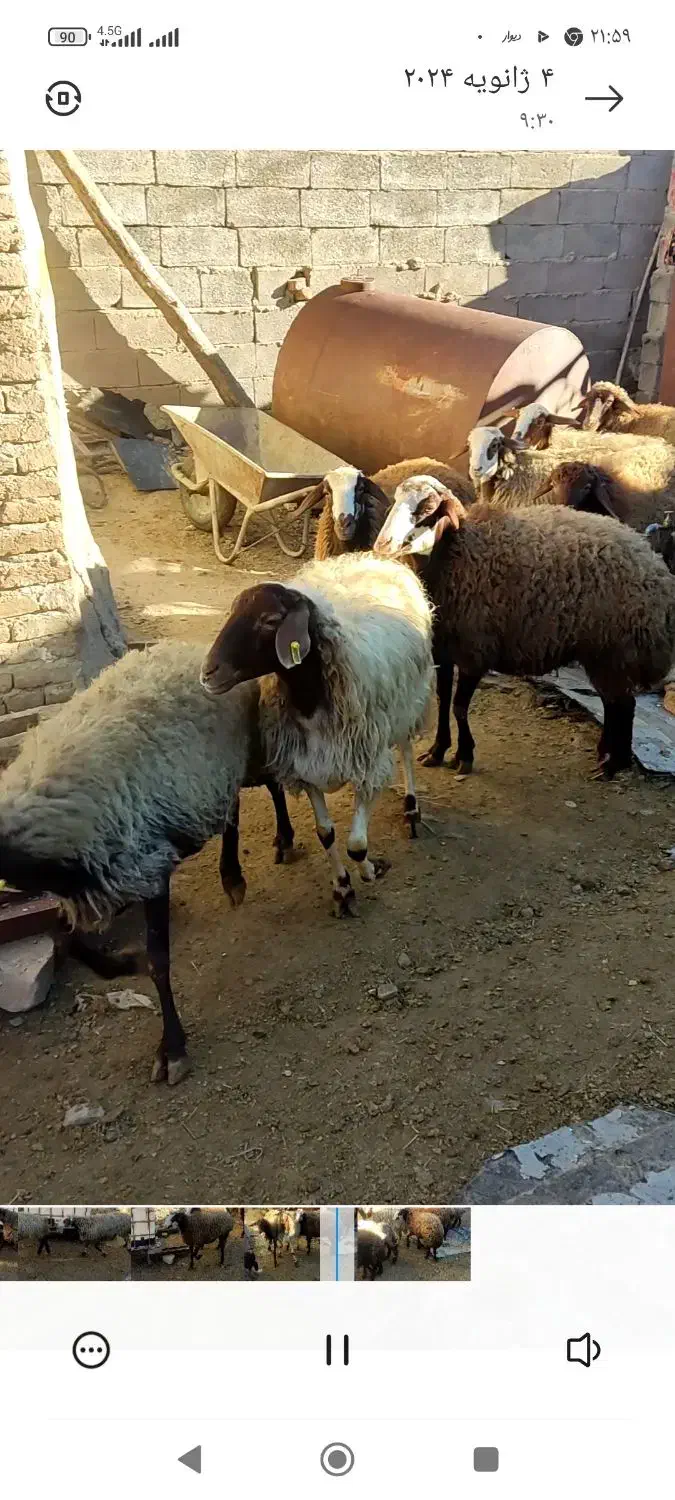 بز  مهربان و افشار|حیوانات مزرعه|سنندج, |دیوار