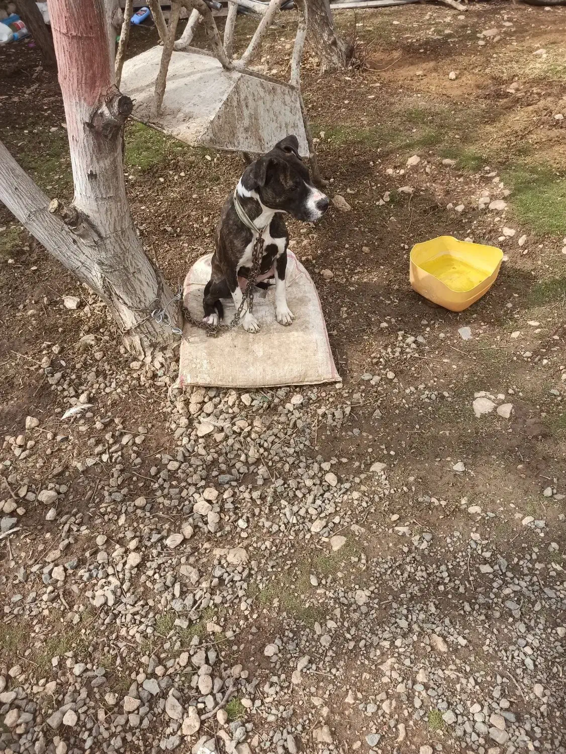 سگ ماده پیتپول|سگ|کرمانشاه, |دیوار