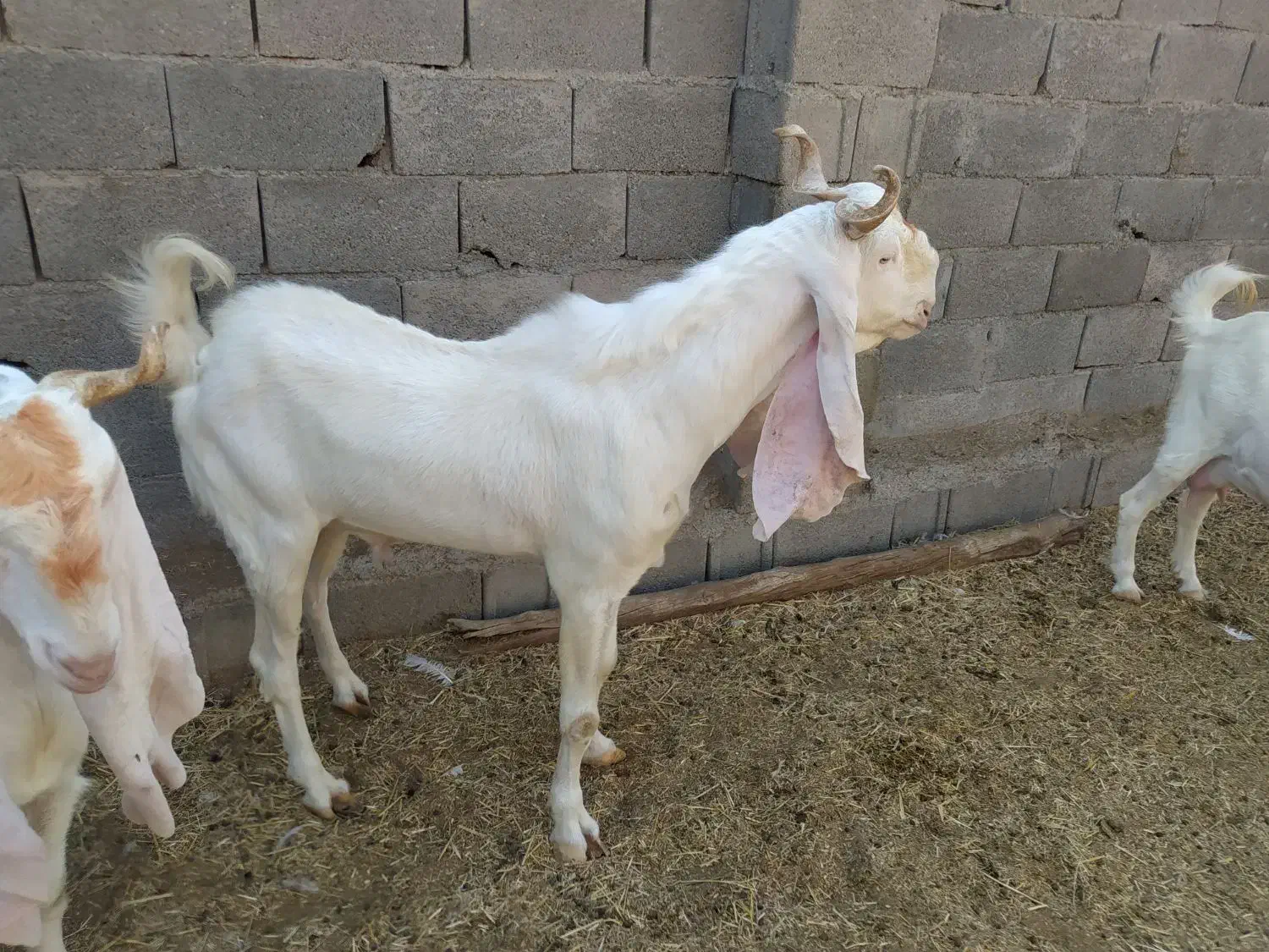 پازن گلابی درجه یک|حیوانات مزرعه|بندر دیر, |دیوار