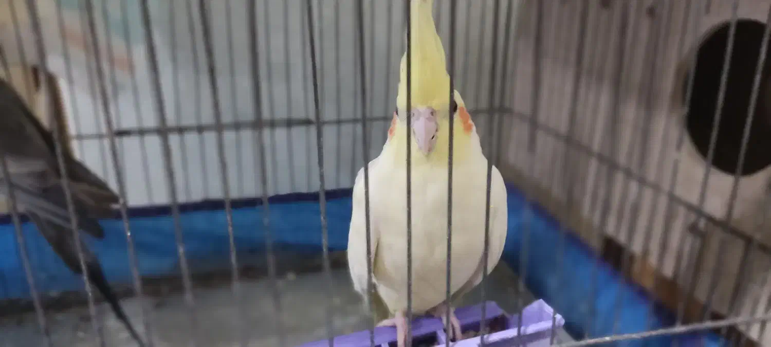 یک جفت عروس هلندی مولد|پرنده|کارون, |دیوار