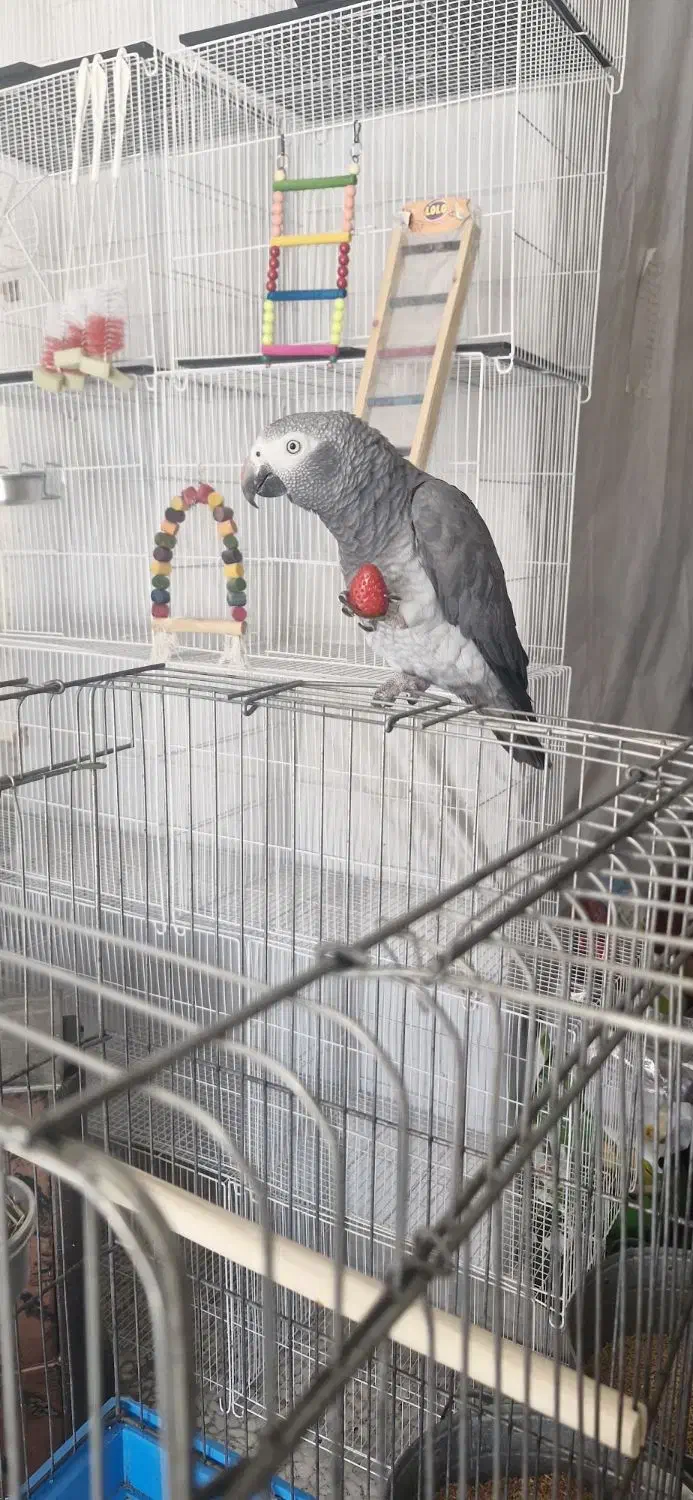 کاسکو|پرنده|بیرجند, |دیوار