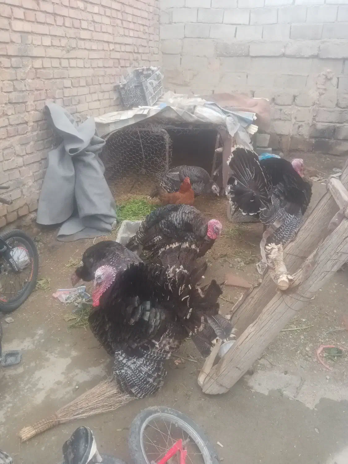 بوقلمون|حیوانات مزرعه|نقده, |دیوار