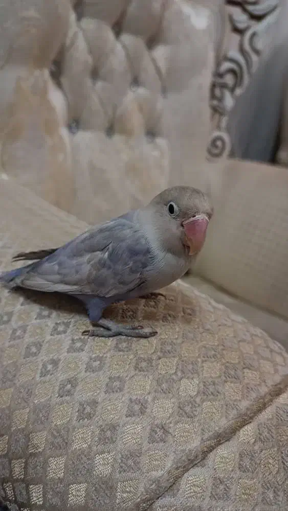 طوطی بریزیلی|پرنده|مبارکه, |دیوار