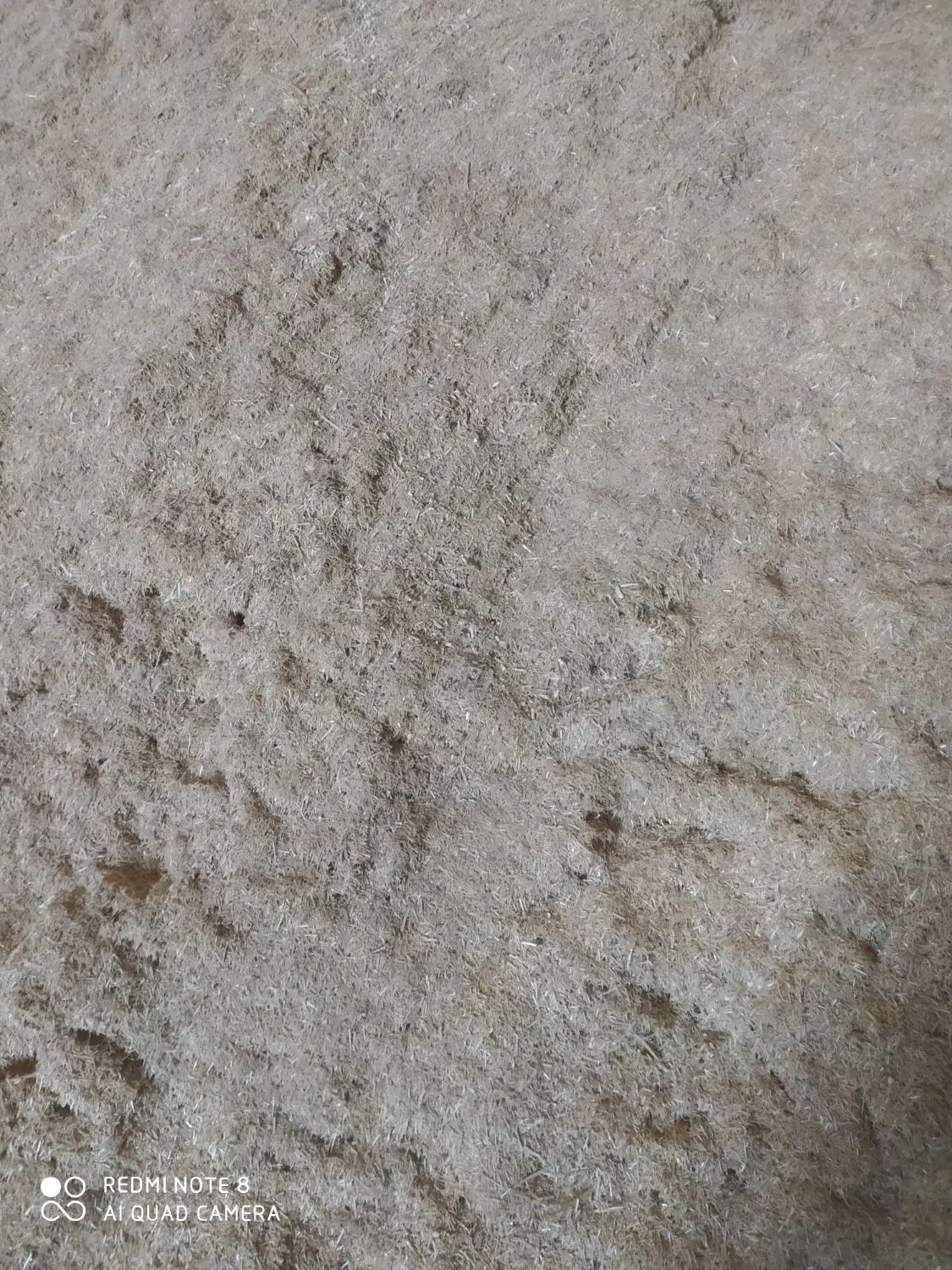 کاه|لوازم جانبی حیوانات|گنبد کاووس, |دیوار