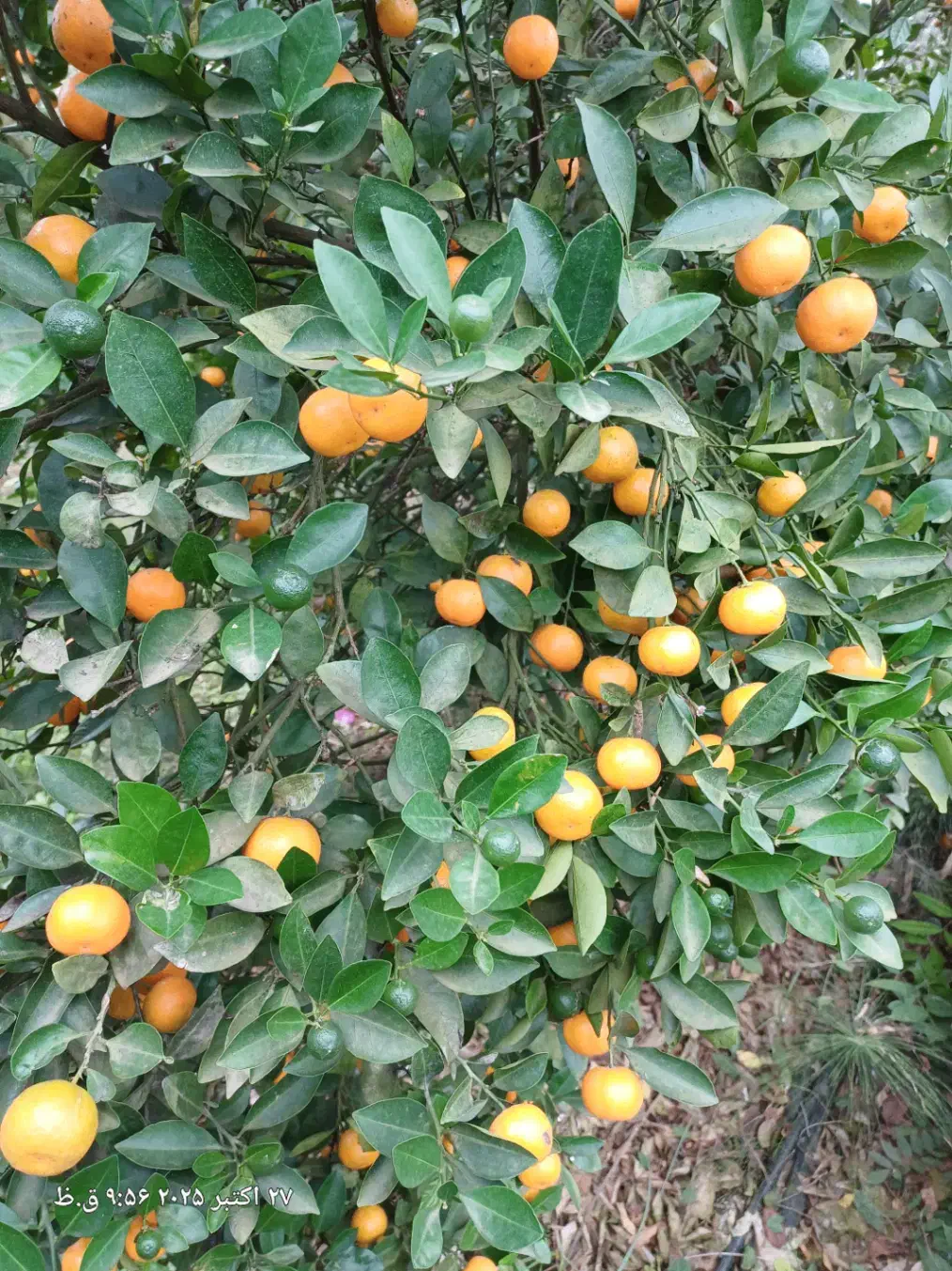 فروش کالاموندین (نارنج مینیاتوری)|خوردنی و آشامیدنی|شاندرمن, |دیوار