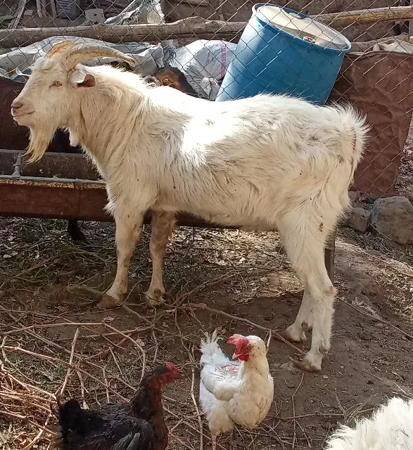 نر بز سانن|حیوانات مزرعه|سبزوار, قصبه شرقی|دیوار