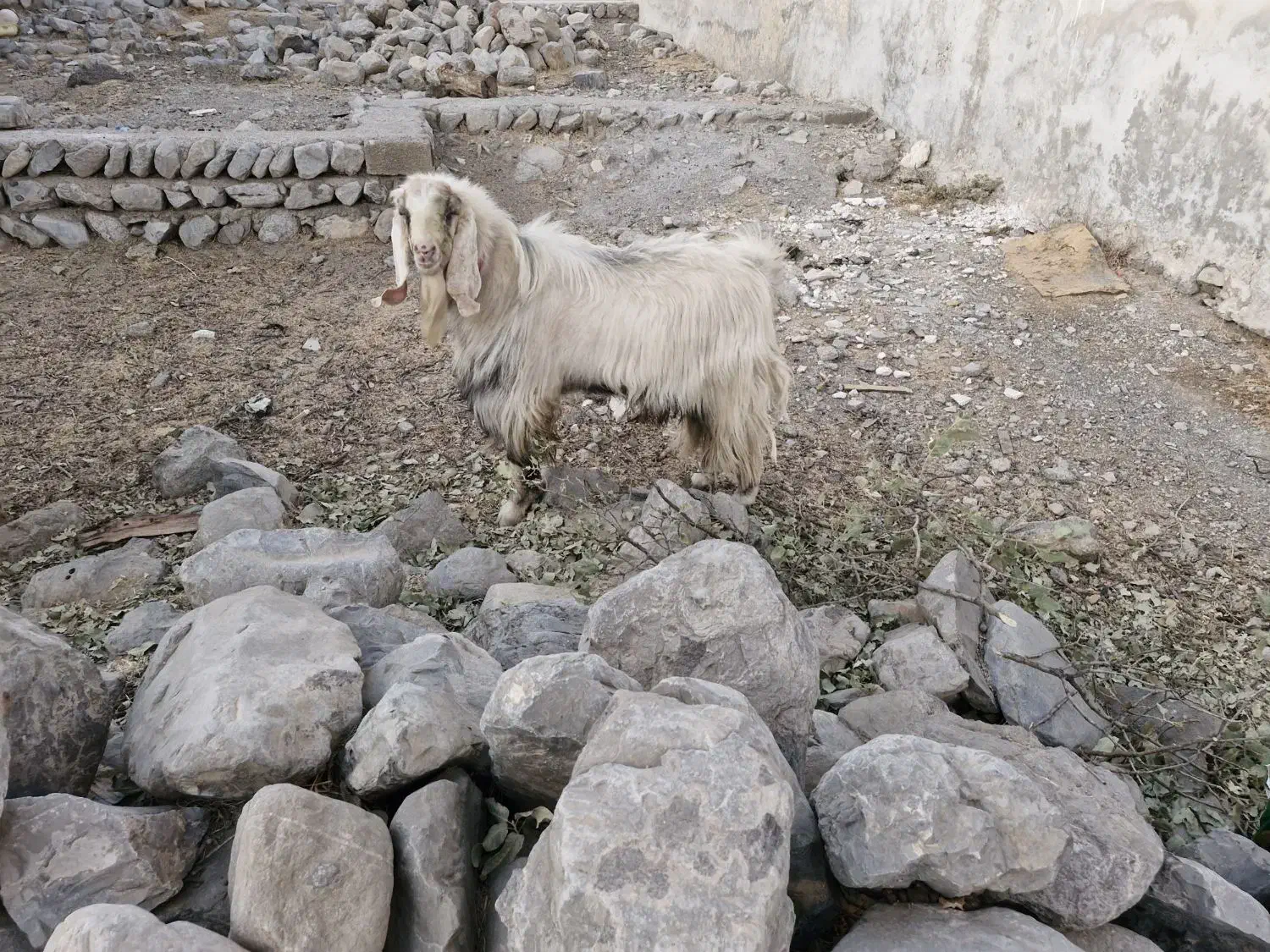 یک راس نر بز دو رگه جوان حدودا۱۸ ماهه زرنگ وبزرگ|حیوانات مزرعه|گچی, |دیوار