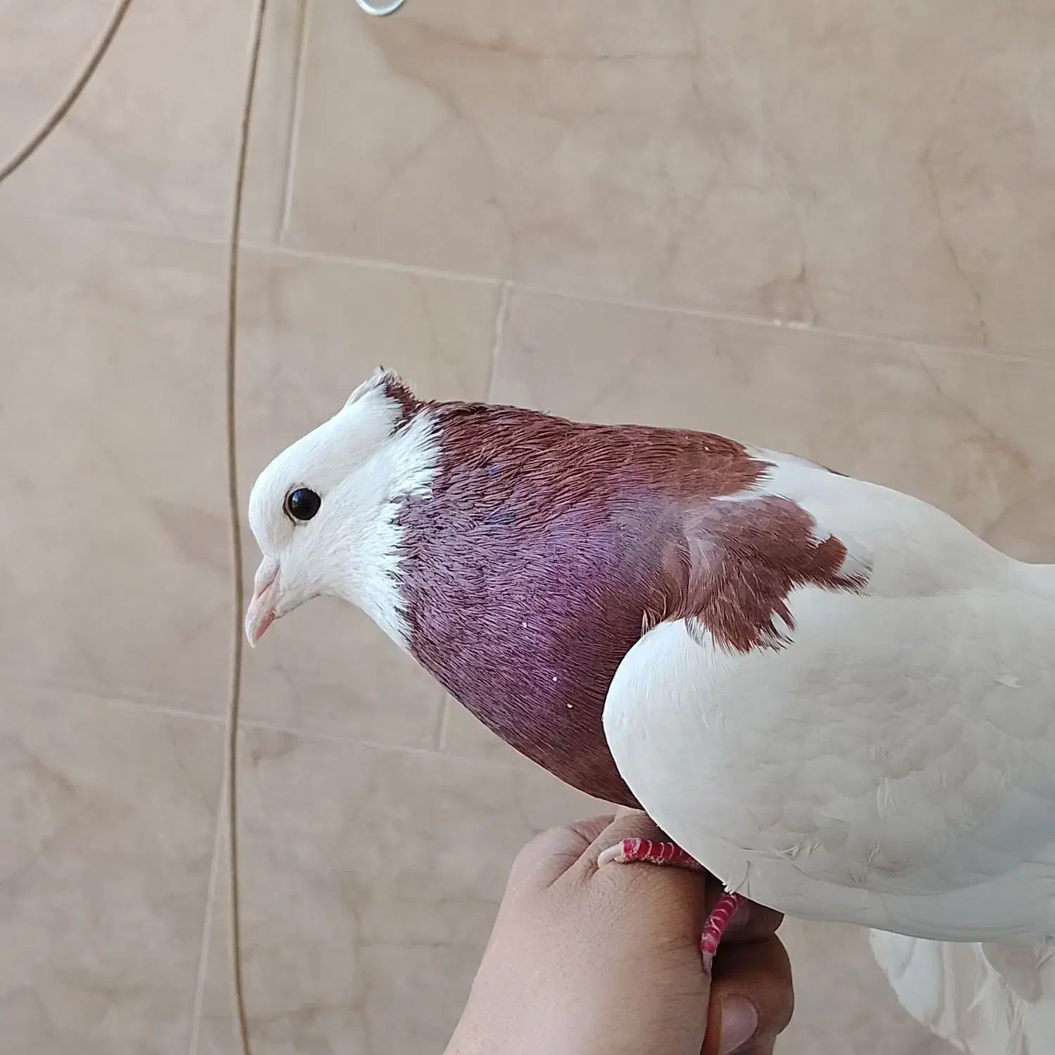 کفتر طوقی|پرنده|یزد, |دیوار