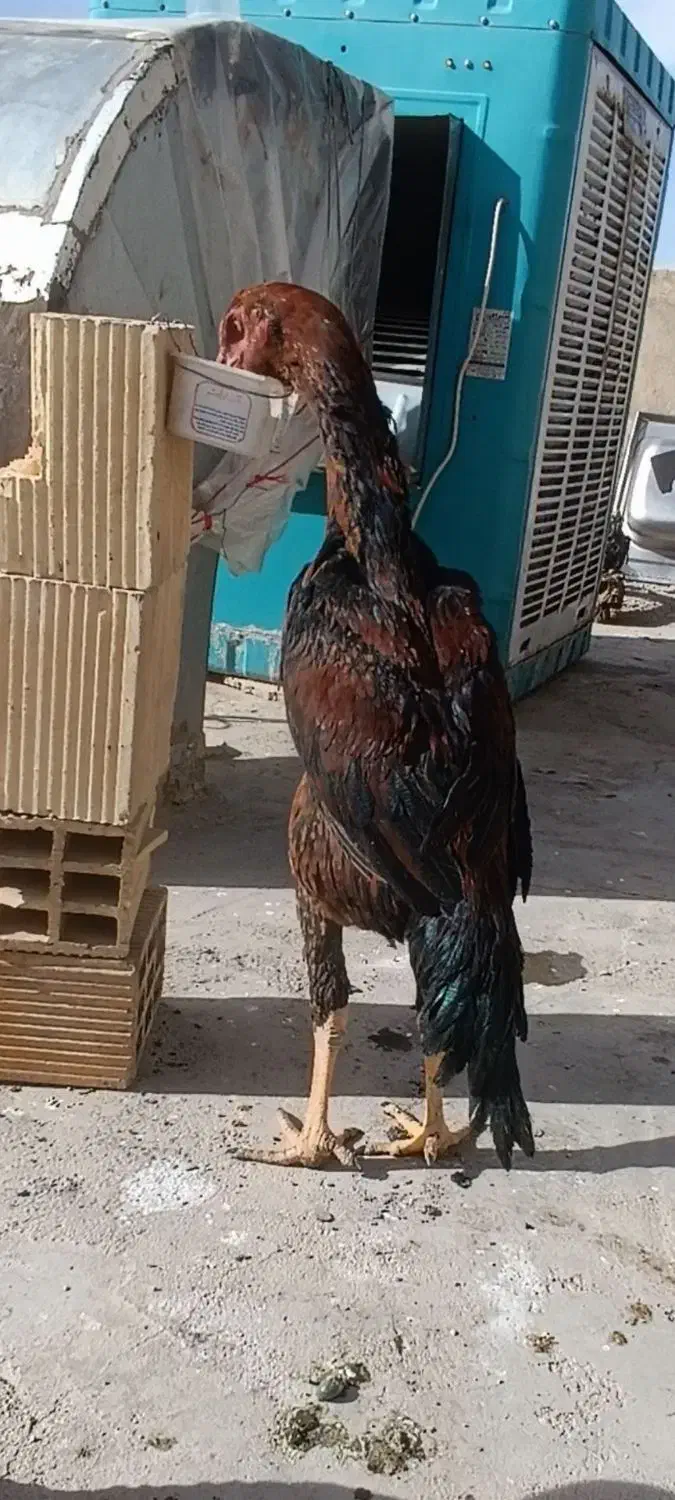 جاروبرقی|لوازم نظافت|خرمآباد, |دیوار