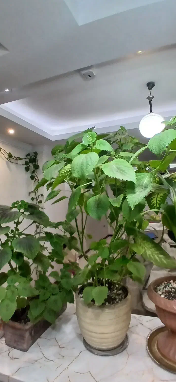 گل طبیعی|گل و گیاه طبیعی|تهران, مهرآباد جنوبی|دیوار