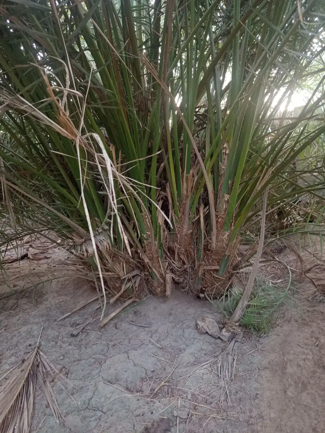 درخت مضافتی|گل و گیاه طبیعی|بم, |دیوار