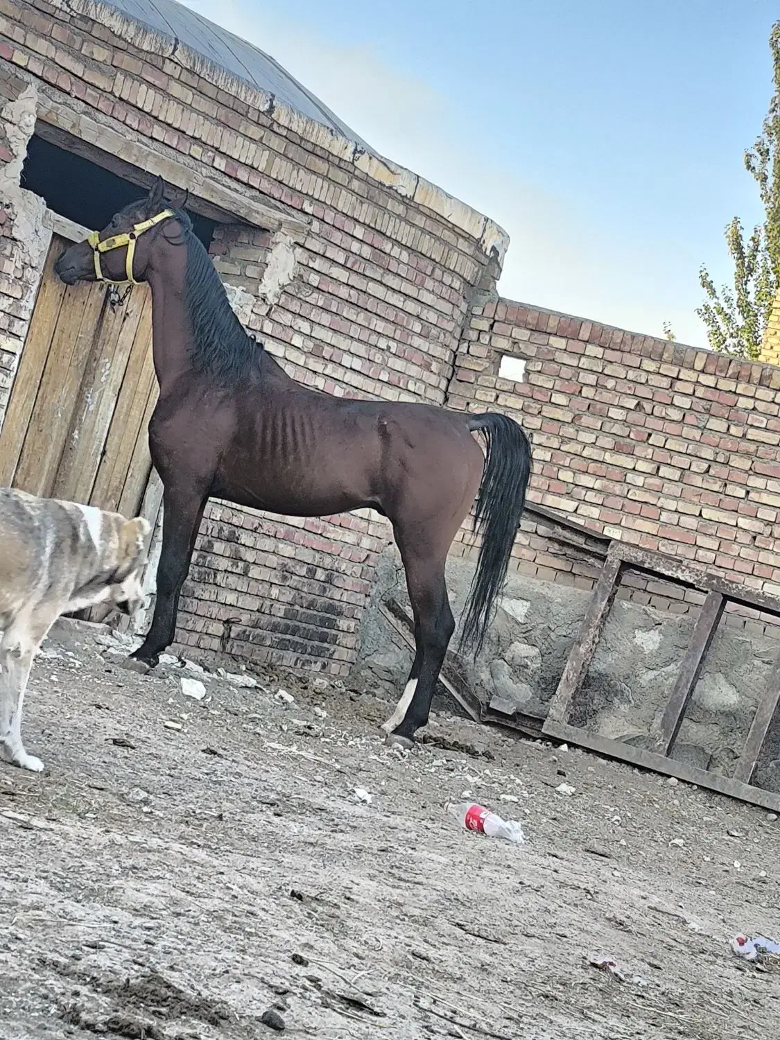 اسب یکسر|اسب و تجهیزات اسب‌سواری|تبریز, |دیوار