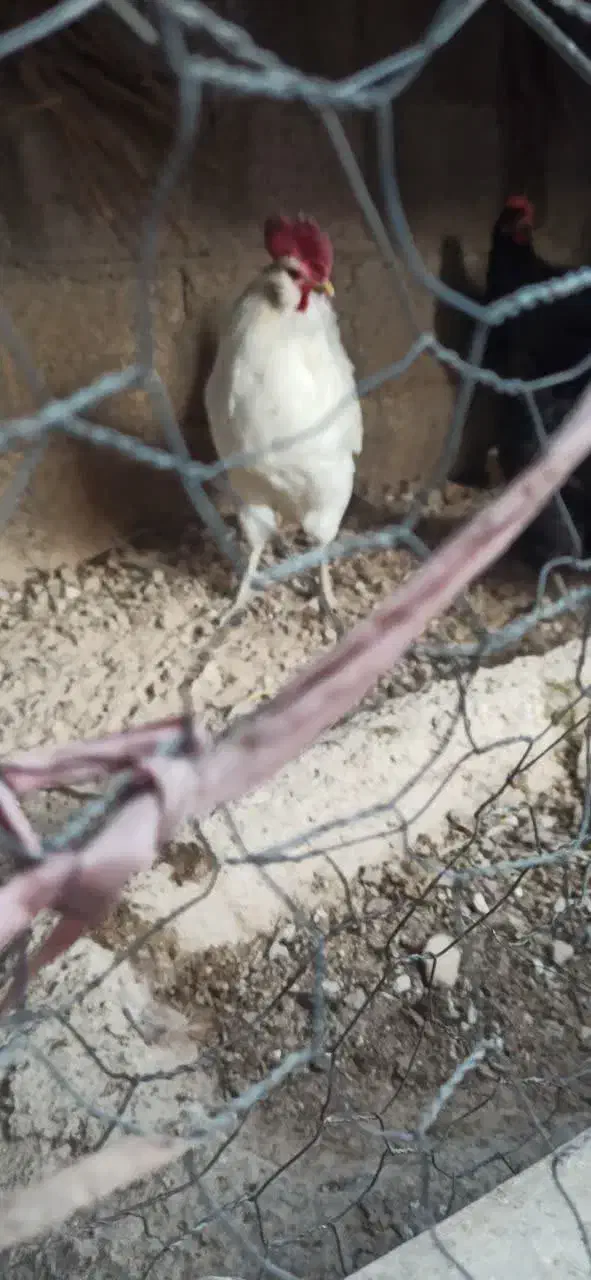 خروس سفید ریشی پا سیاه 850 ت|حیوانات مزرعه|خورموج, |دیوار