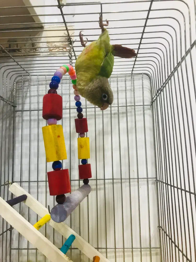 طوطی گرینچیک|پرنده|امیدیه, |دیوار