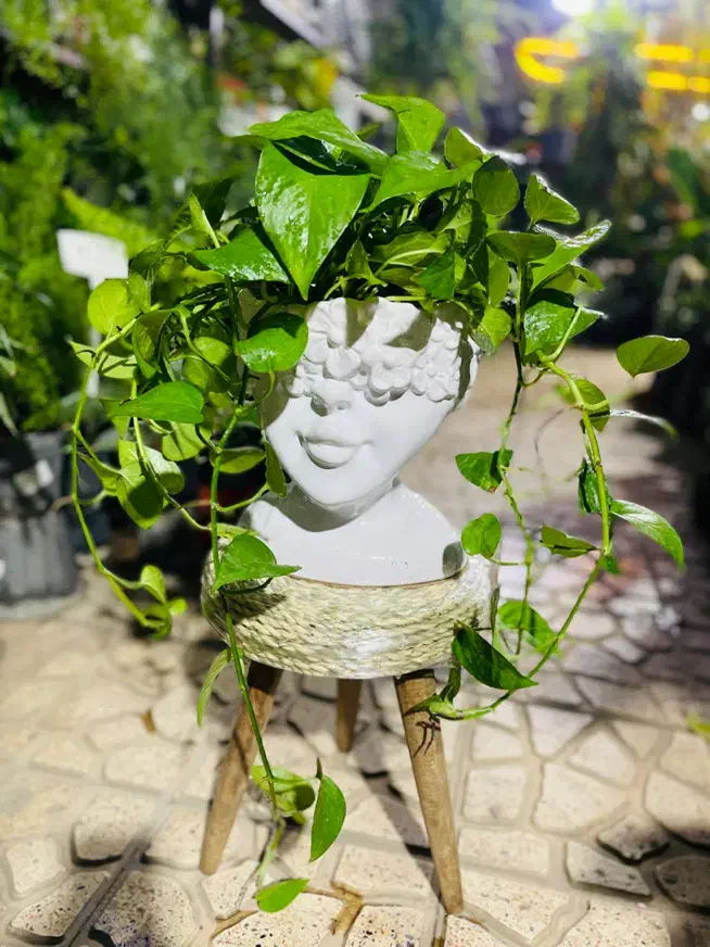 فروش گلهای آپارتمانی و مشاوره گیاه پزشکی|گل و گیاه طبیعی|پردیس, فاز ۴|دیوار