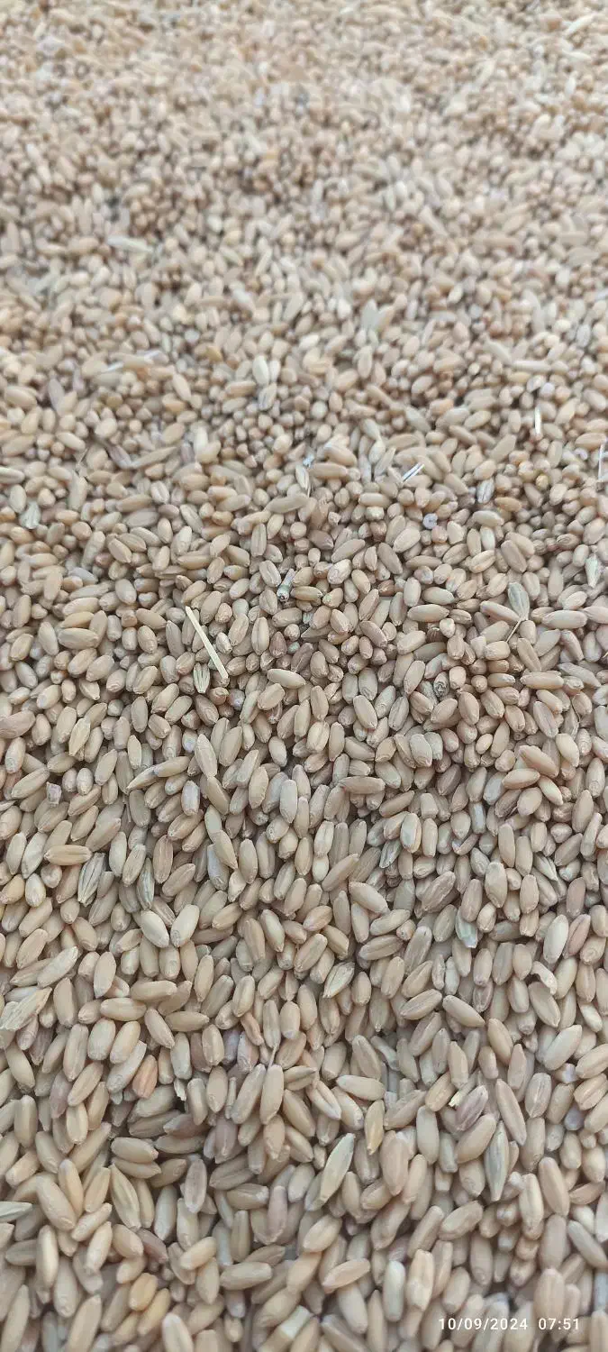 گندم دیم بوجاری شده|خدمات باغبانی و درختکاری|فیروزآباد (لرستان), |دیوار