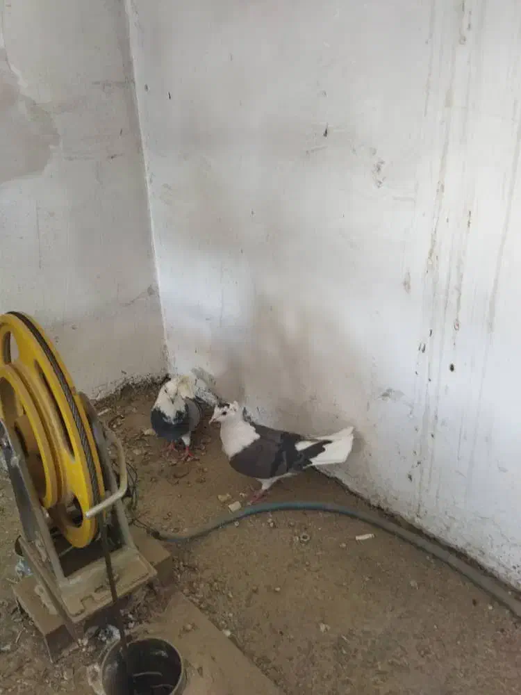 کبوتر کفتر|پرنده|کرج, کوی امامیه|دیوار