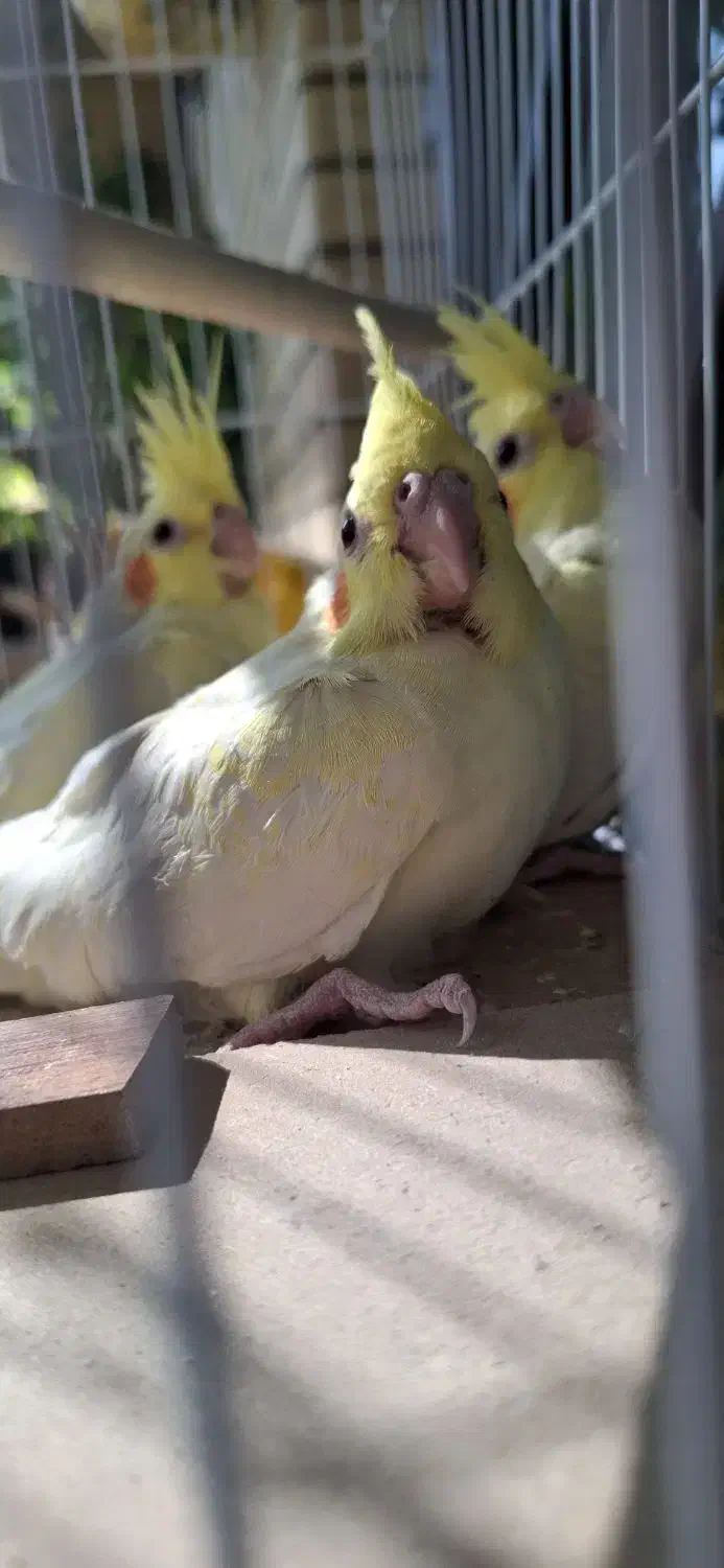 عروس هلندی|پرنده|اصفهان, مشکین|دیوار