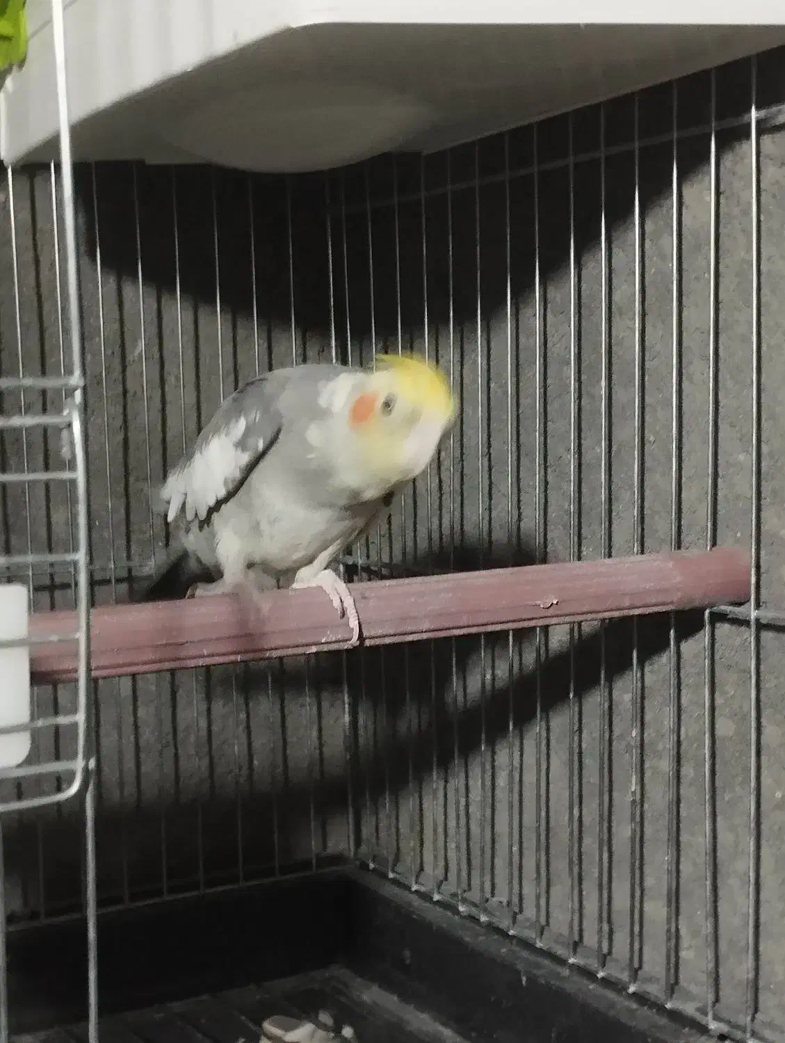 عروس هلندی مولد|پرنده|بیرجند, |دیوار