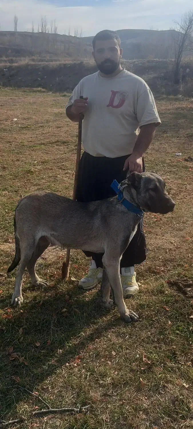 سگ سرابی|سگ|قرچک, داوود آباد|دیوار