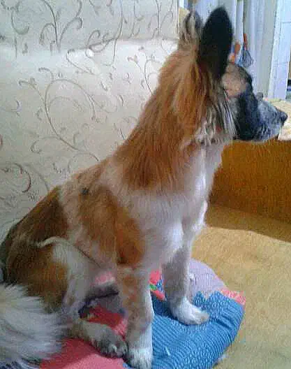 درصورت پیداشدن مژدگانی خوب بگیرپیداش|حیوانات|نیشابور, گنبد سبز|دیوار