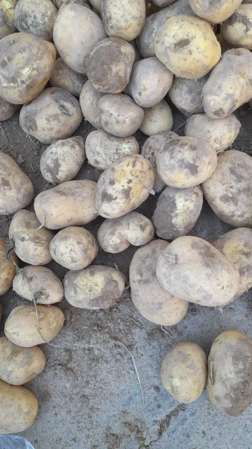 سیب زمینی 1تن|عمدهفروشی|زاغه, |دیوار