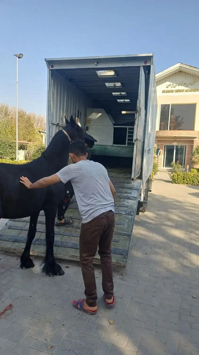 اسبکش ایسوزو|اسب و تجهیزات اسب‌سواری|قدس, معادن شن و ماسه|دیوار