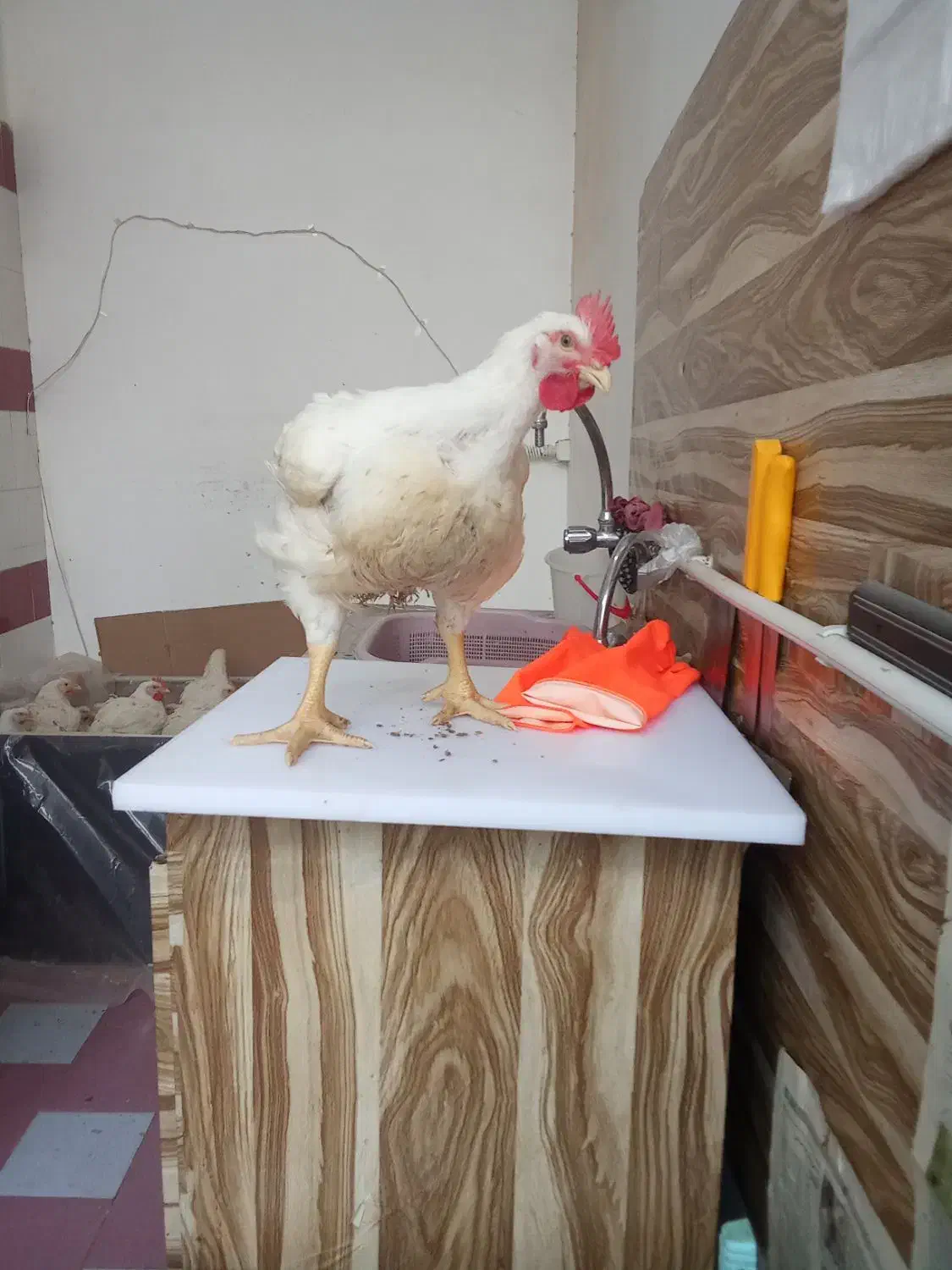 مرغ فروشی جمال /شستشو وقطعه بندی|خوردنی و آشامیدنی|مهاباد (آذربایجان غربی), |دیوار