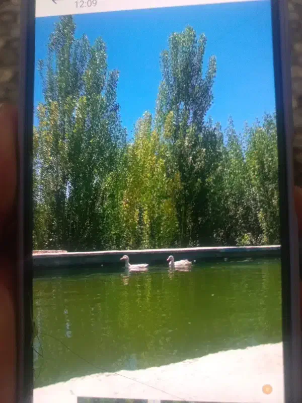 فروش یک قطعه زمین کشاورزی درجاده شهید کلانتری|فروش زمین و ملک کلنگی|نوشین شهر, |دیوار