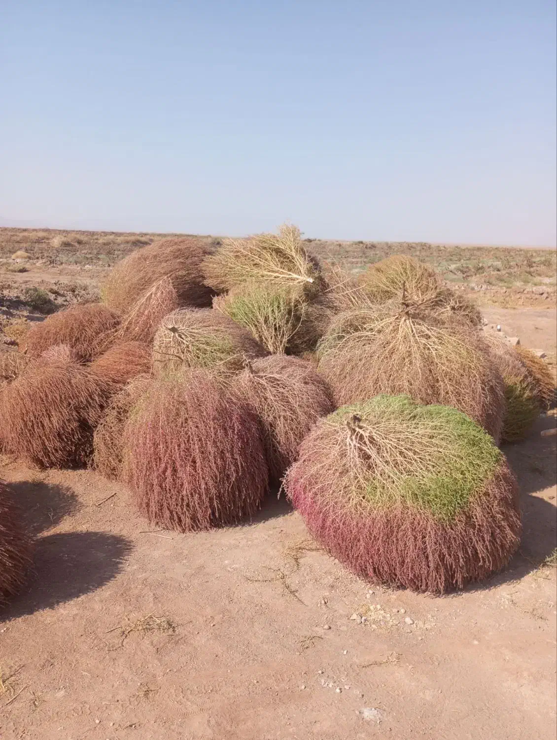 جارو محلی|لوازم نظافت|سبزوار, شهرک صنعتی خاوران|دیوار