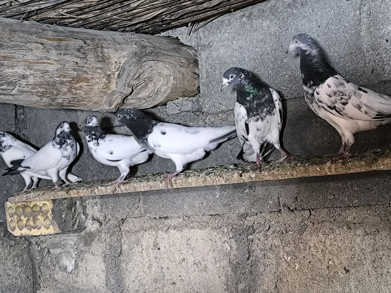 کبوتر تیدی|پرنده|بیکاه, |دیوار