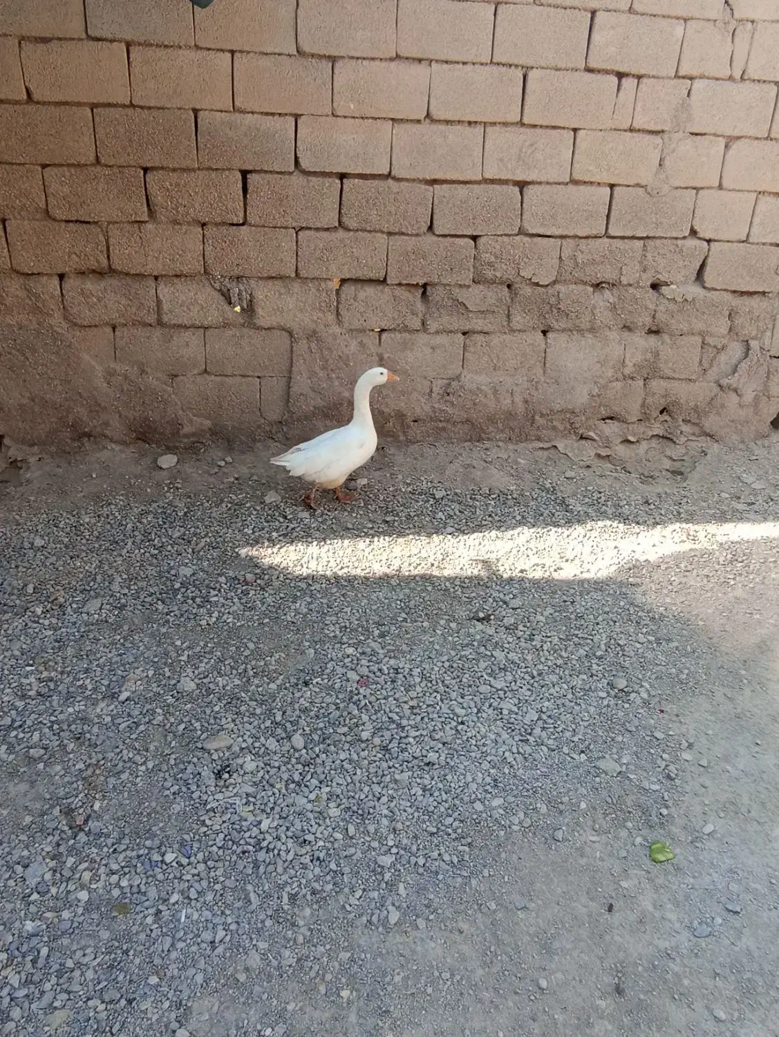 قاز|حیوانات مزرعه|شادگان, |دیوار