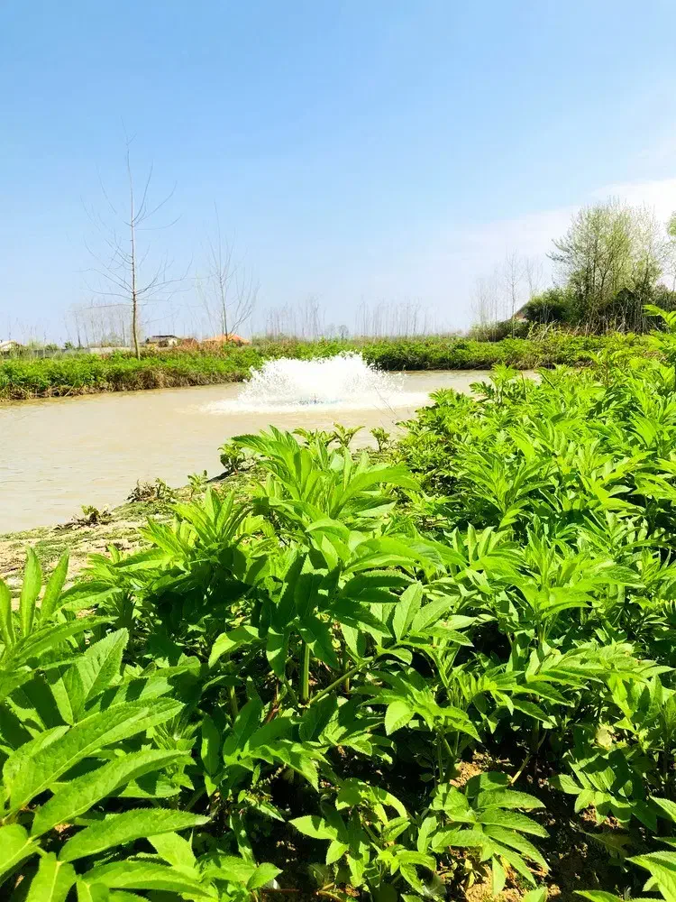 *سوییت *در باغ ویلای زیبای ۳۲۰۰ *متری|اجارهٔ کوتاهمدت آپارتمان و سوئیت|رشت, گلباغ نماز|دیوار